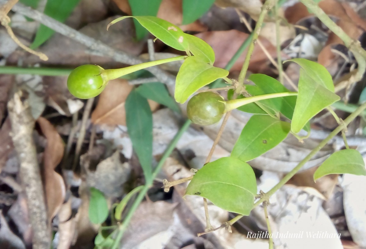 Jasminum angustifolium (L.) Willd.